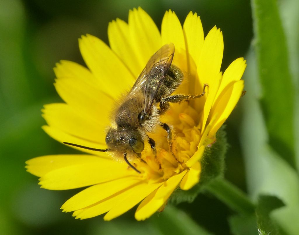 Osmia sp?  S, Osmia (Helicosmia) sp.